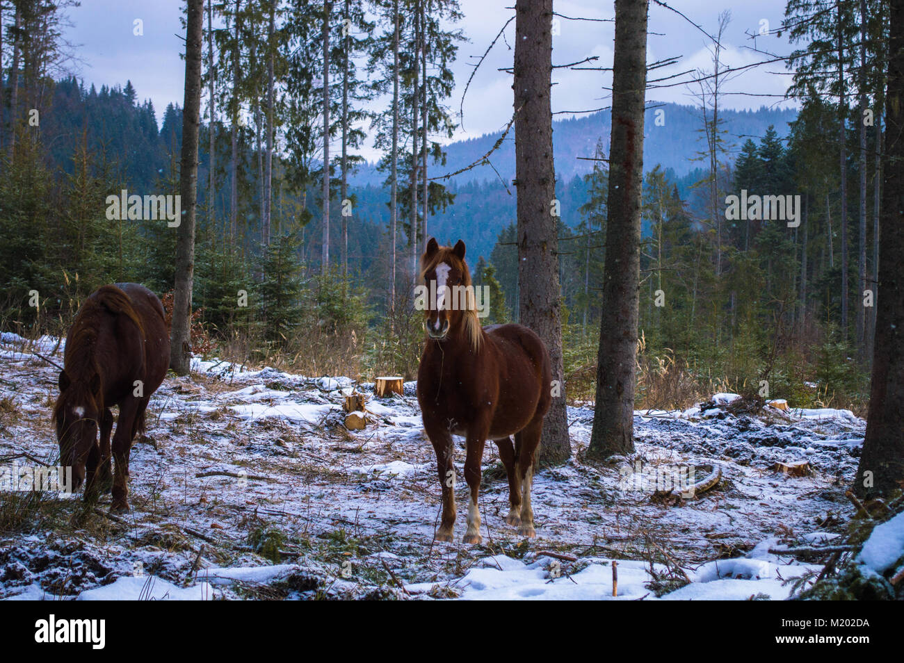 Natur Winter fotografie Pferde!!! Stockfoto