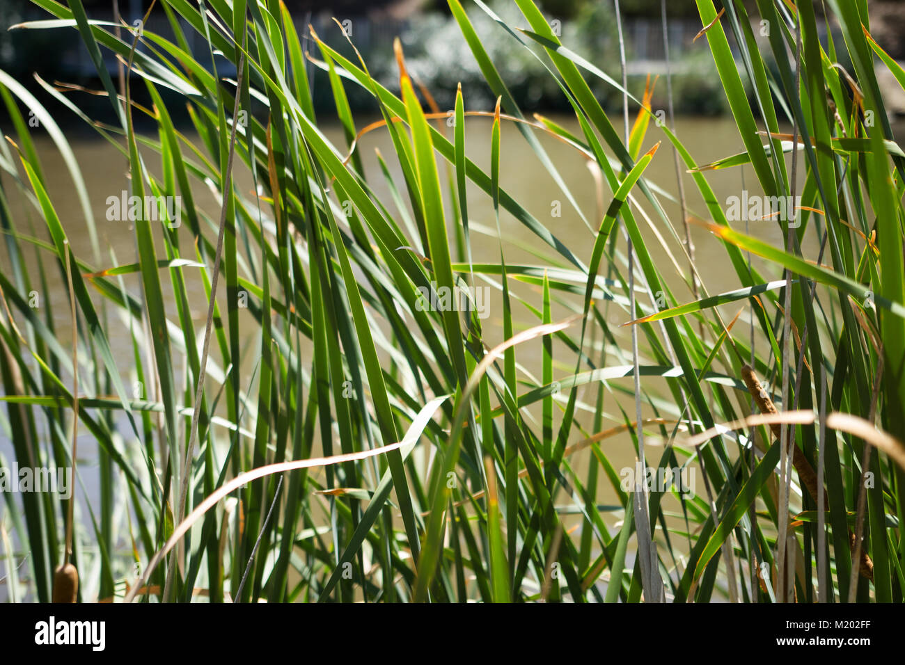 Grüne Pflanzen am Flussufer der Stadt Adelaide Stockfoto
