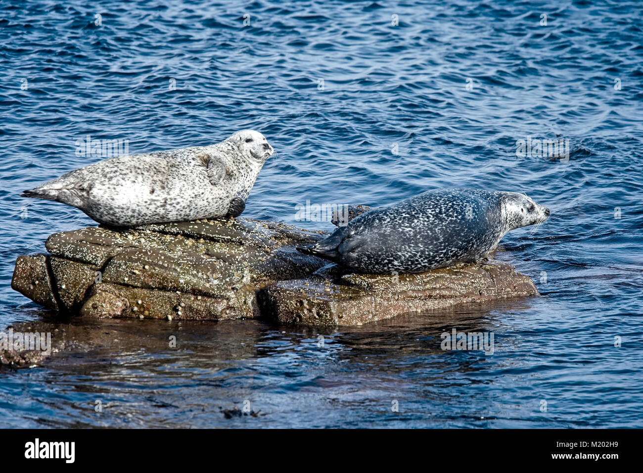 Gemeinsame Dichtung oder Seehunde (Phoca vitulina), zwei Sonnenbaden auf den Felsen, Shetlandinseln, Schottland, Großbritannien. Stockfoto