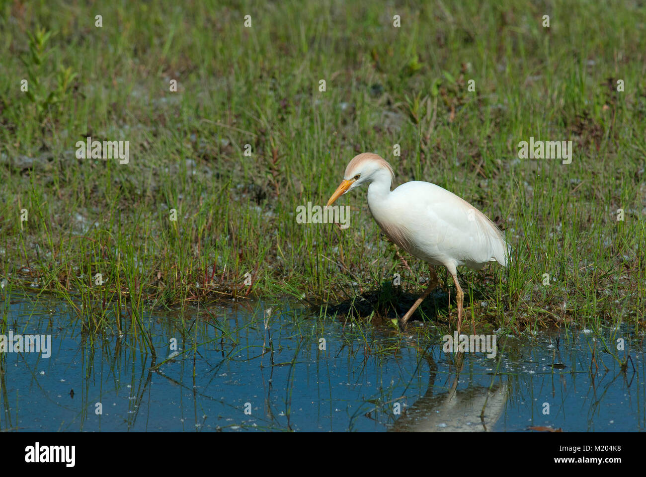 Kuhreiher (Bubulcus ibis), See von Alviano, WWF Oase, Terni, Umbrien, Italien Stockfoto