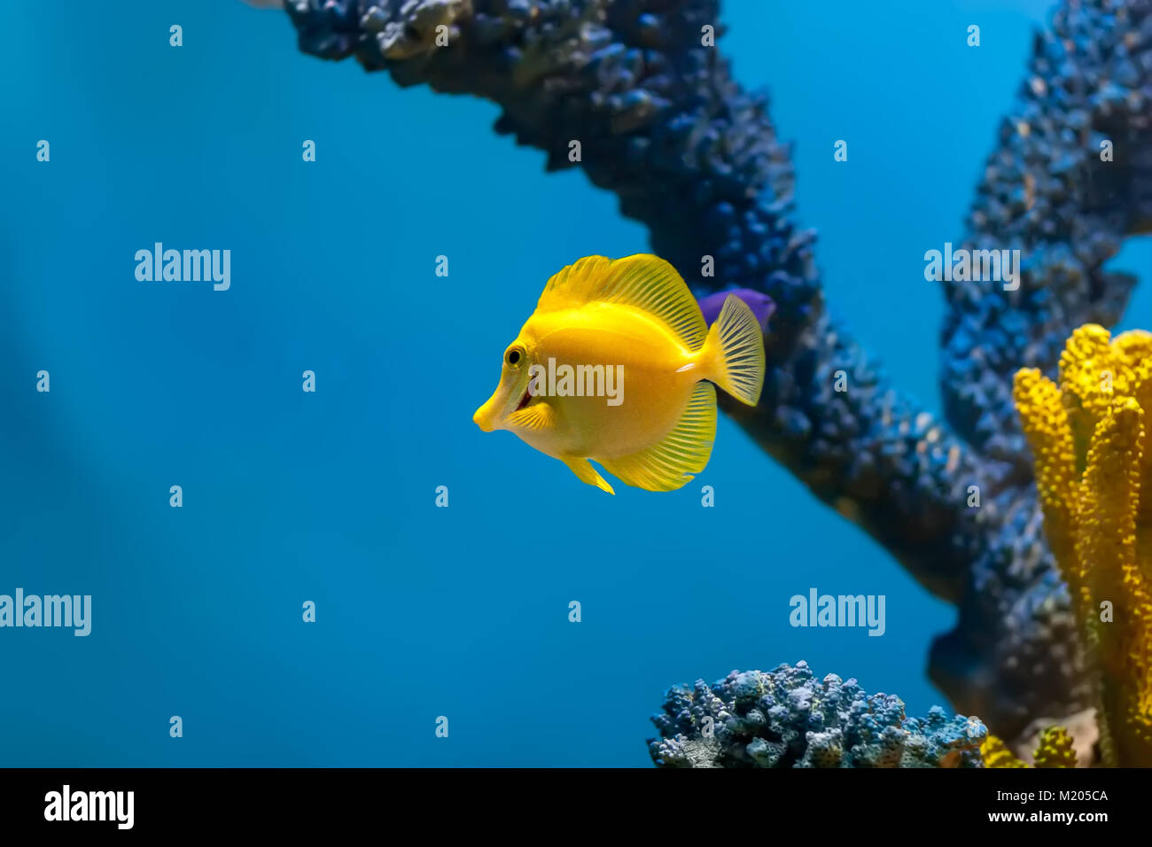 Die gelbe Angelfish ist Schwimmen Vergangenheit eine Koralle im Aquarium  Stockfotografie - Alamy