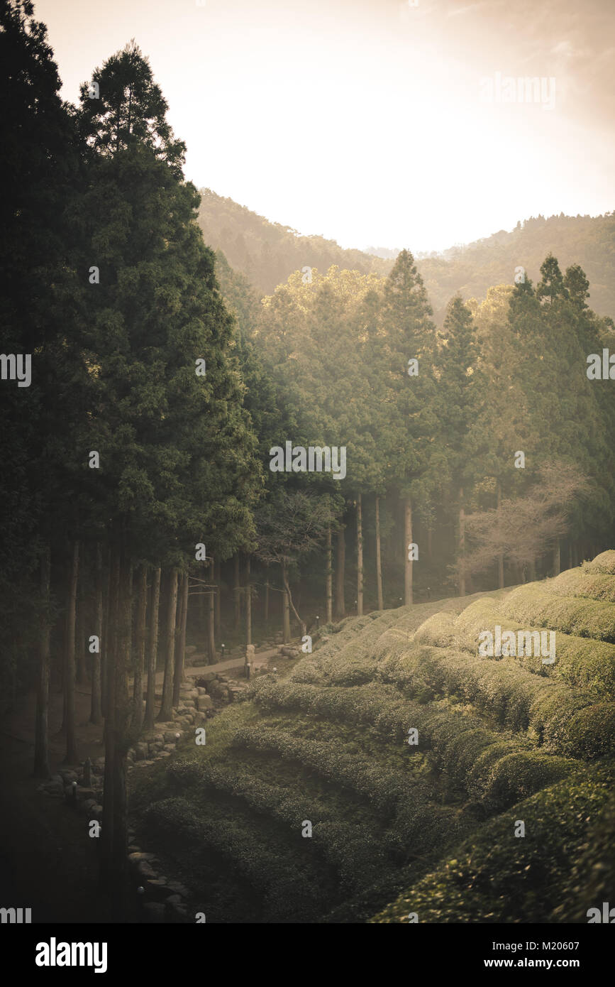 Unter den Pflanzen bei Boseong grüner Tee Tee Plantage, Südkorea Stockfoto
