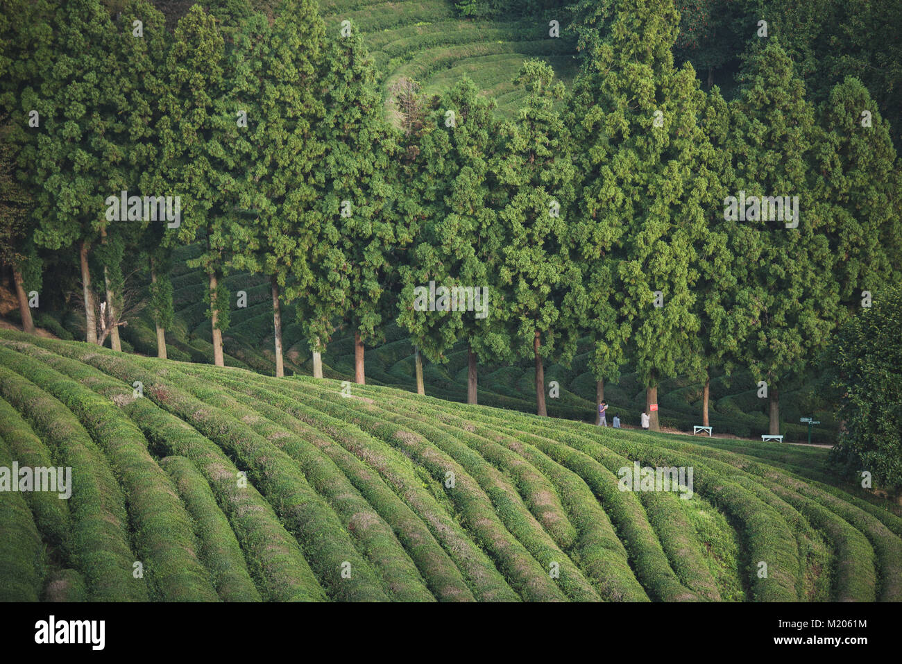 Unter den Pflanzen bei Boseong grüner Tee Tee Plantage, Südkorea Stockfoto