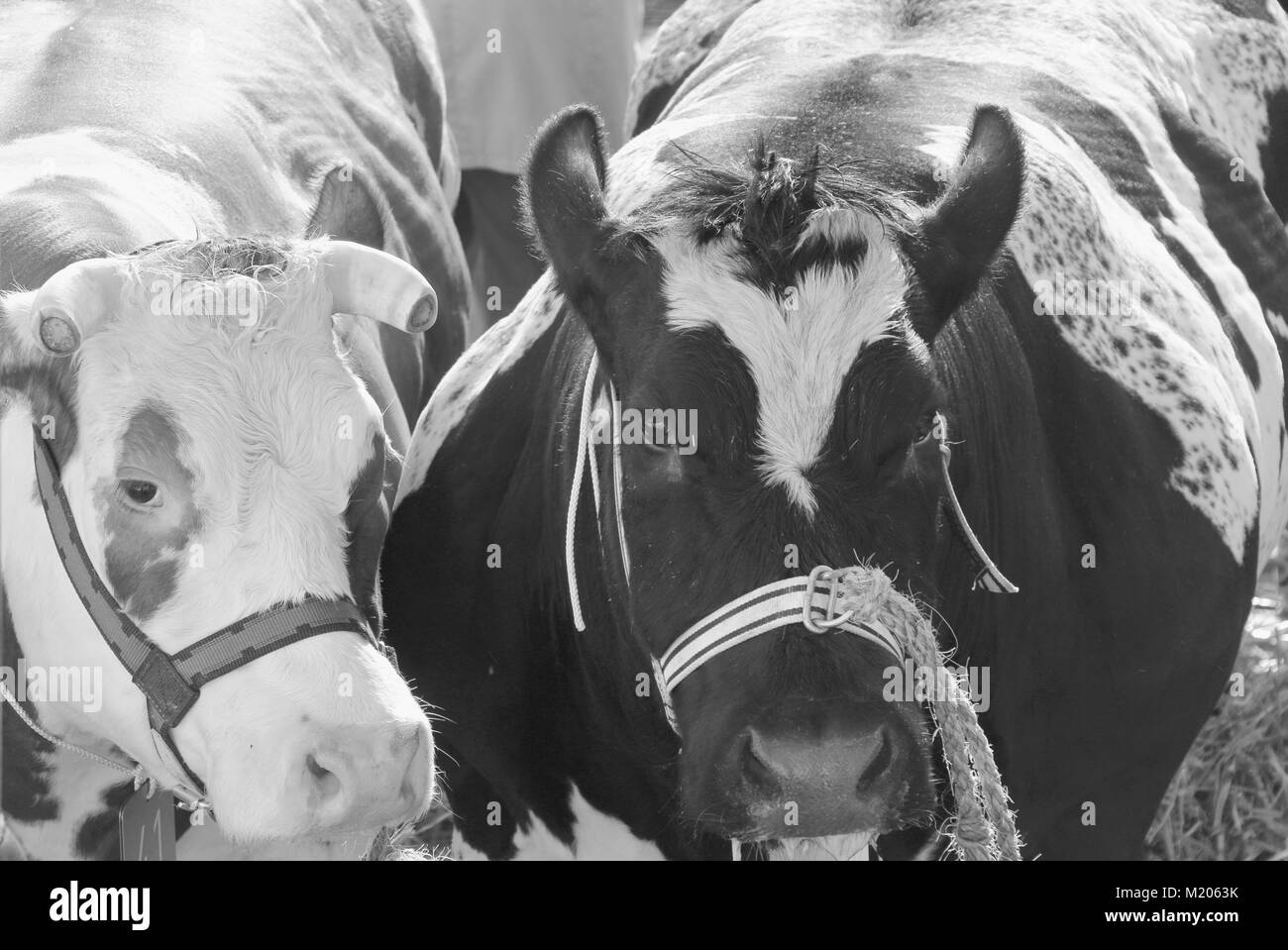 Kühe an Ostern Markt in Schagen Niederlande Stockfoto