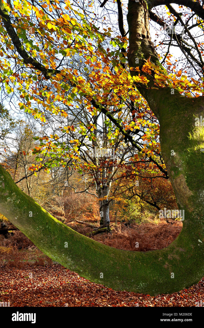 New Forest Stream im Herbst, Hampshire, England Stockfoto