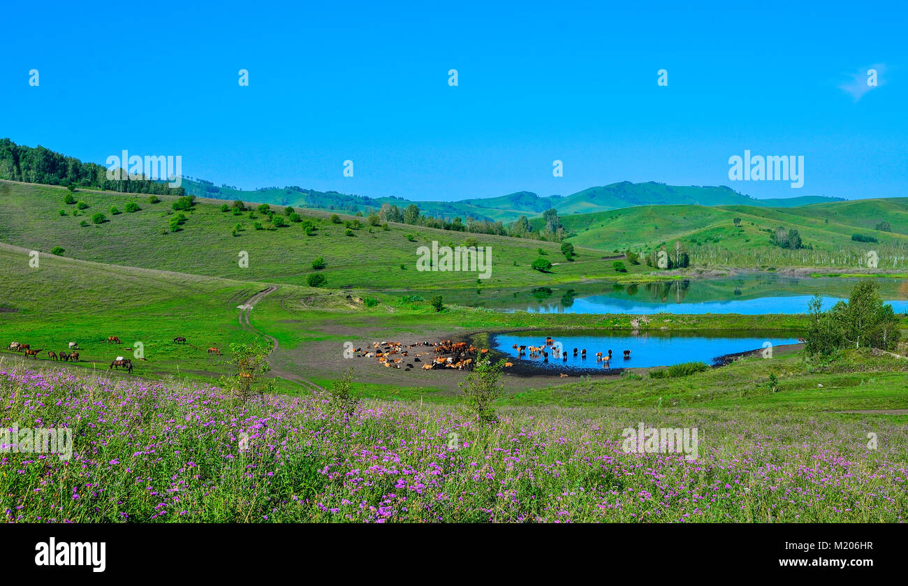 Herde von Kühen und Pferden auf dem Berg blühende Weide am Ufer des kleinen Sees - malerische Sommer Landschaft am sonnigen Tag, Altai Doppelzi. Stockfoto