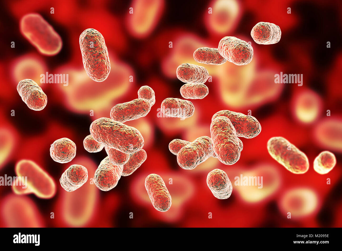 Porphyromonas gingivalis mündliche Bakterium, computer Abbildung. P. gingivalis (früher bekannt als Bacteroides gingivalis) ist ein Teil der normalen Flora der Mundschleimhaut, Darm- und Urogenitaltrakts. Es handelt sich um eine stabförmige, Gramnegativen, anaeroben in parodontalen Läsionen gefunden und mit erwachsenen Parodontale Erkrankungen wie: gingivitis (Zahnfleischentzündung), parodontalen Infektionen, ulcerative Gingivitis und Mund Abszesse. Etwa 70-90 % der jungen Erwachsenen und älteren Porphyromonas gingivalis Gingivitis verknüpft haben, eine mündliche entzündlichen Prozess und eine mögliche Vorstufe zum Erwachsenen parodontale verbunden Stockfoto