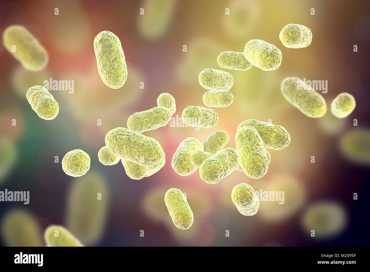 Porphyromonas gingivalis mündliche Bakterium, computer Abbildung. P. gingivalis (früher bekannt als Bacteroides gingivalis) ist ein Teil der normalen Flora der Mundschleimhaut, Darm- und Urogenitaltrakts. Es handelt sich um eine stabförmige, Gramnegativen, anaeroben in parodontalen Läsionen gefunden und mit erwachsenen Parodontale Erkrankungen wie: gingivitis (Zahnfleischentzündung), parodontalen Infektionen, ulcerative Gingivitis und Mund Abszesse. Etwa 70-90 % der jungen Erwachsenen und älteren Porphyromonas gingivalis Gingivitis verknüpft haben, eine mündliche entzündlichen Prozess und eine mögliche Vorstufe zum Erwachsenen parodontale verbunden Stockfoto