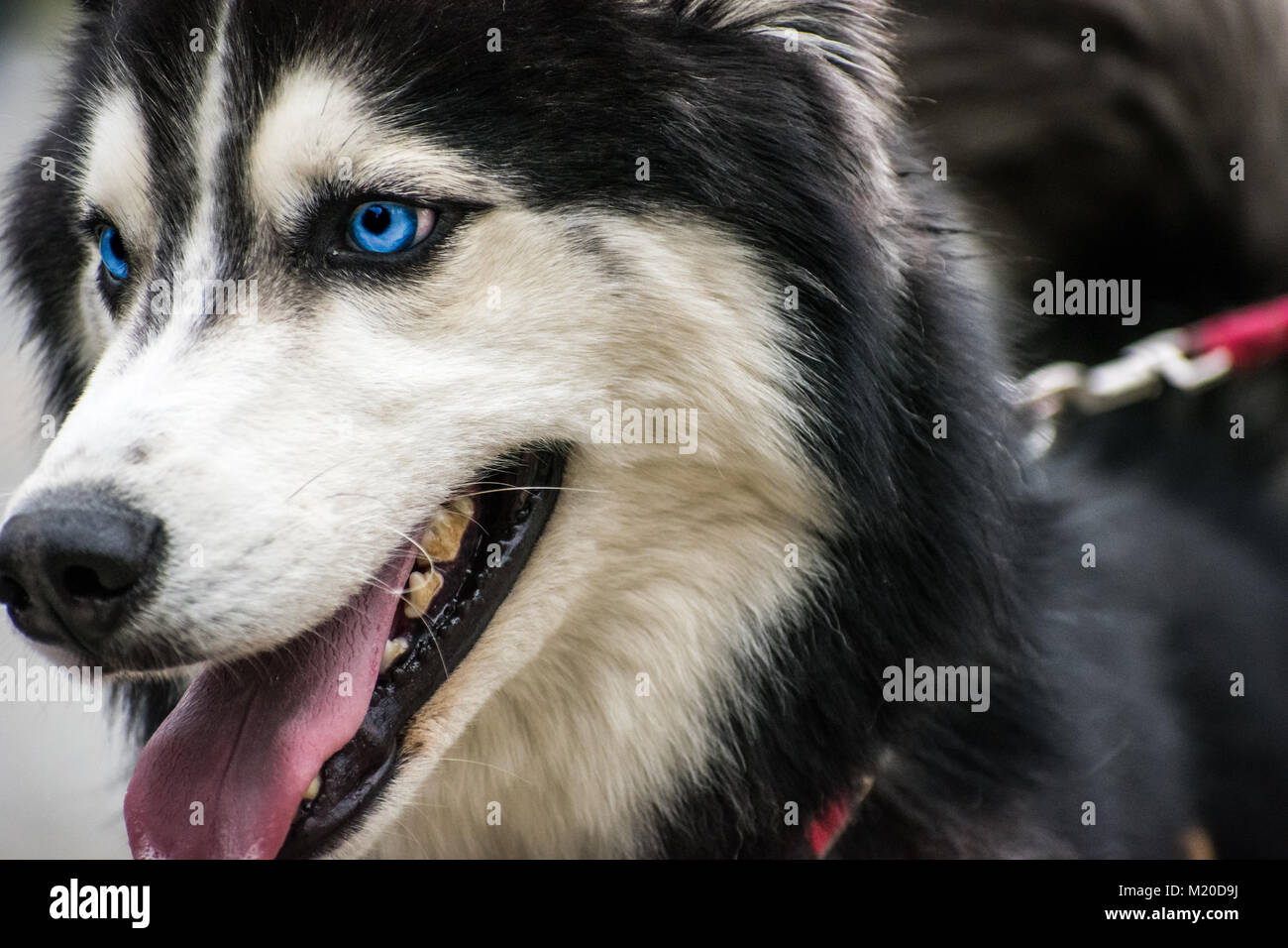 Alaskan Husky Stockfoto