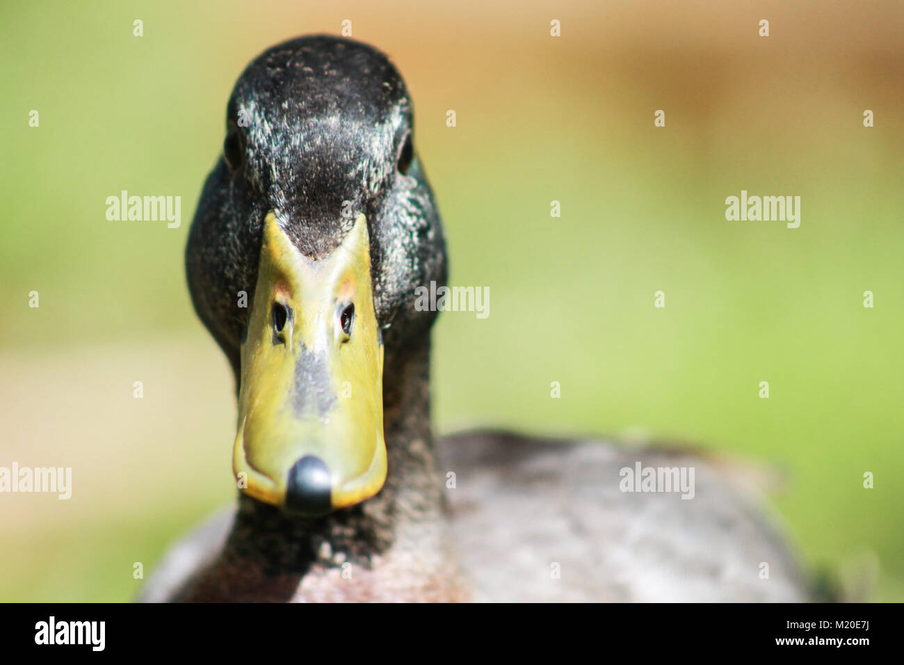 Grüne Leitung Männliche Ente/Drake Stockfoto