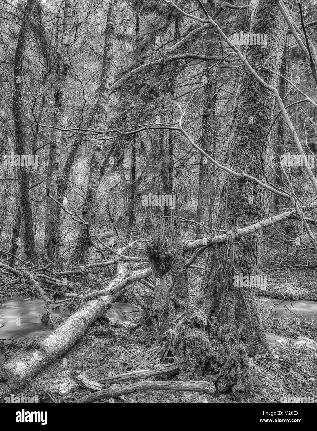 Schwarzweiß-Fotos mit langer Belichtungszeit eines wilden unberührten Wald mit umgestürzten Bäumen. Moss, Unterholz, Farn, Gras und zwei kleine Flüsse, Herbst oder Winter Stockfoto