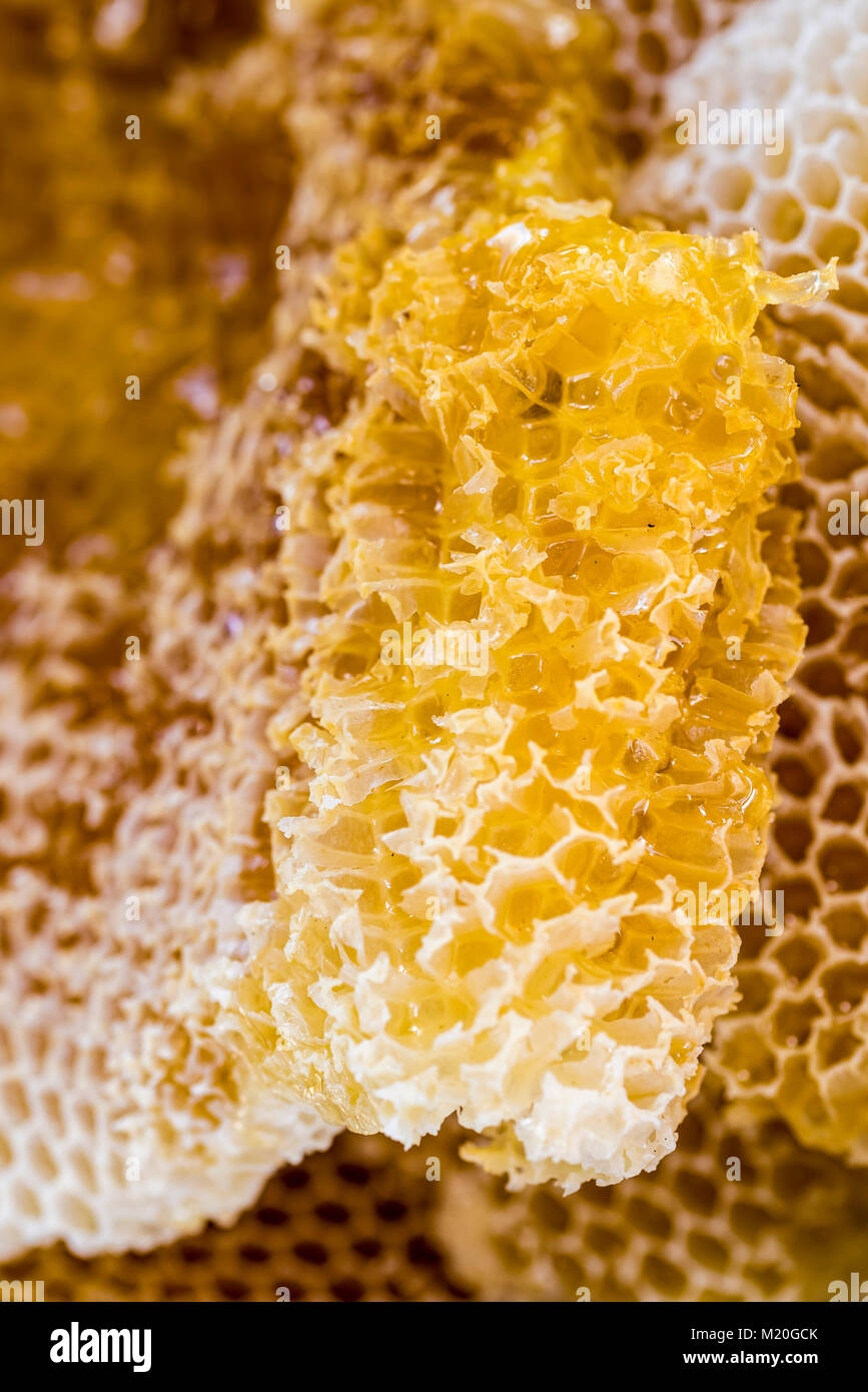 Natürliche Waben mit Honig, Makro, Nahaufnahme, full frame. Kamm, Honig, Bienenwachs, unverarbeitet, Goldgelb. Stockfoto