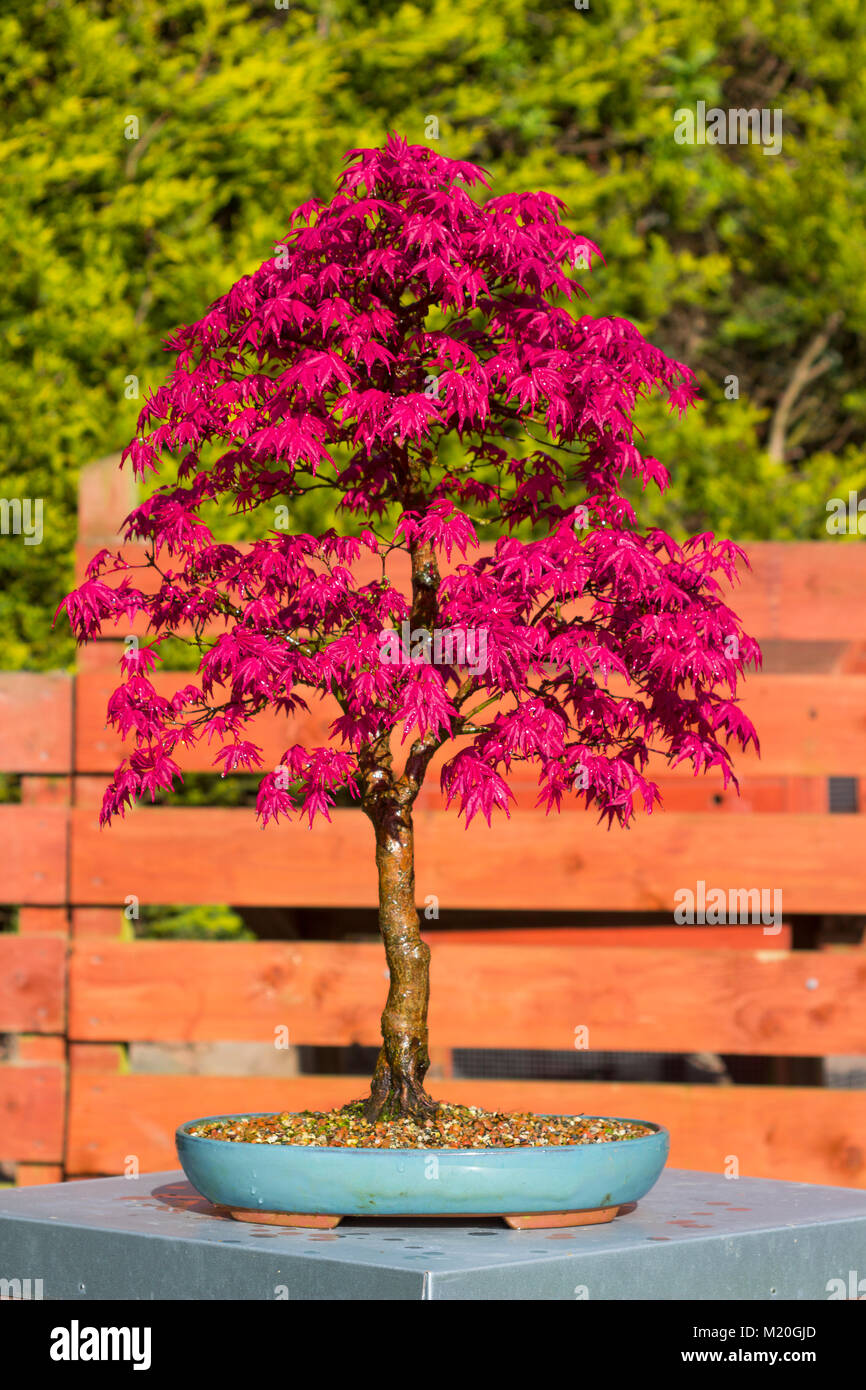 Ein Muster Acer palmatum Deshojo informellen aufrechter Bonsai mit lebendigen Frühling Farbe in einer dekorativen glasiert oval Topf Stockfoto