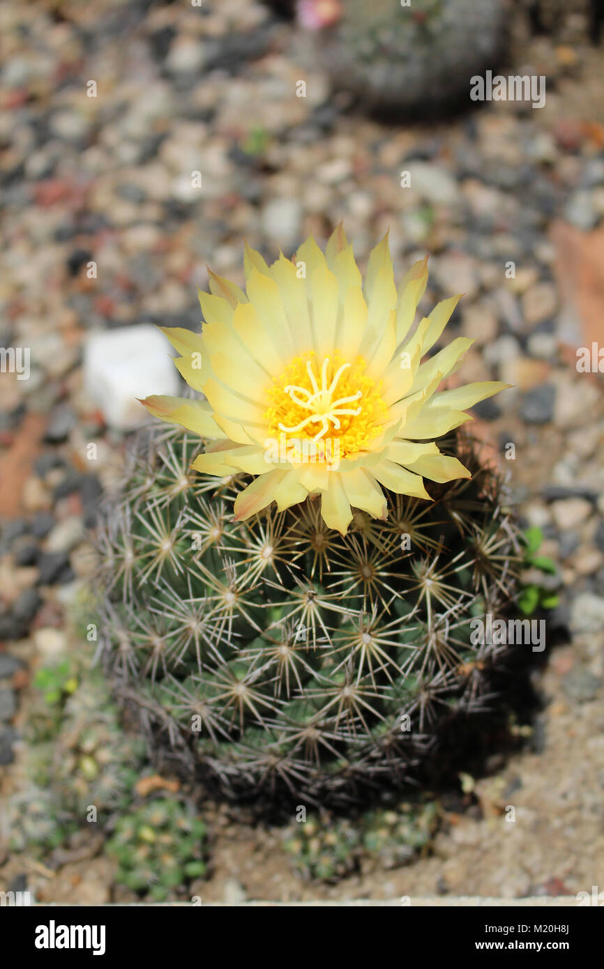 Mit grossen gelben Blume, Schönheit von Kakteen Kaktus Stockfoto