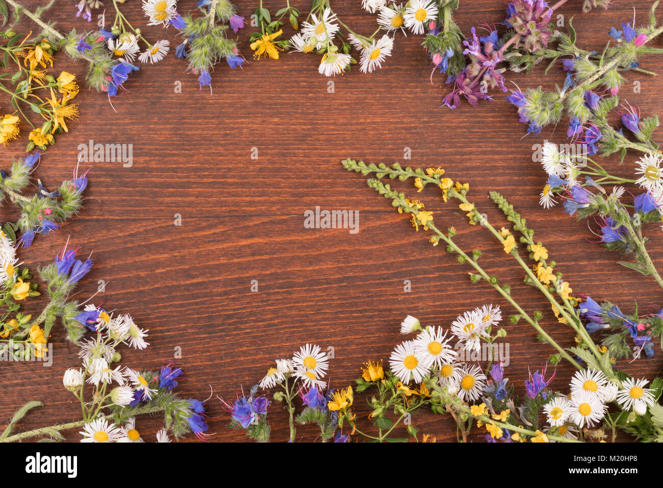 Rahmen der wilden Blumen auf einem dunklen Hintergrund. Mit einem Platz für Ihren Text. Stockfoto