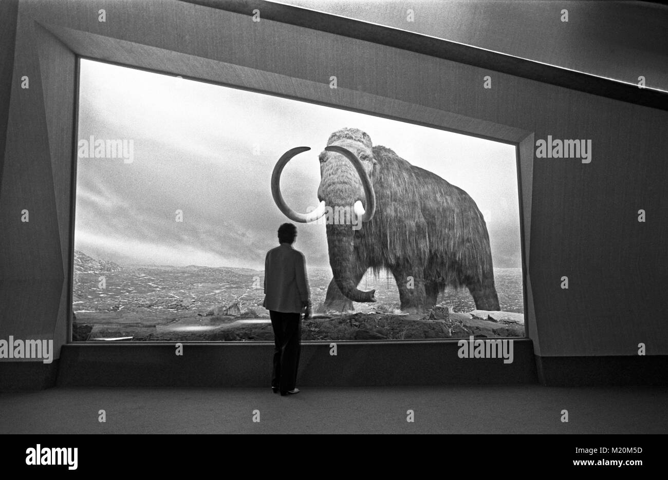 Eine Person, die Anzeigen ein Mammut Ausstellung in Vancouver, British Columbia. Mit Erlaubnis erschossen. Person ist nicht erkennbar. Stockfoto