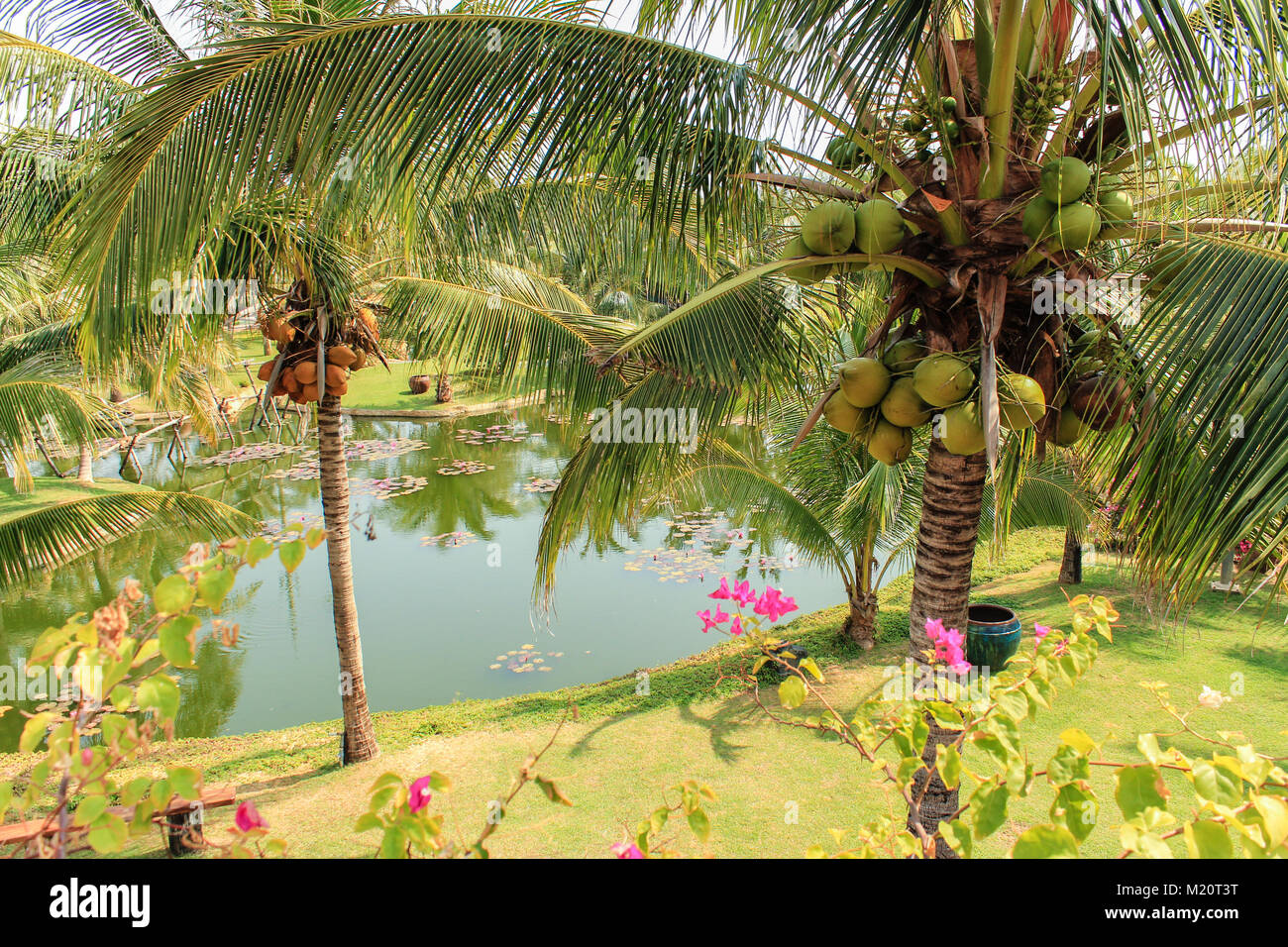 Schöner Garten mit Kokospalme s, Wiese und See Stockfoto