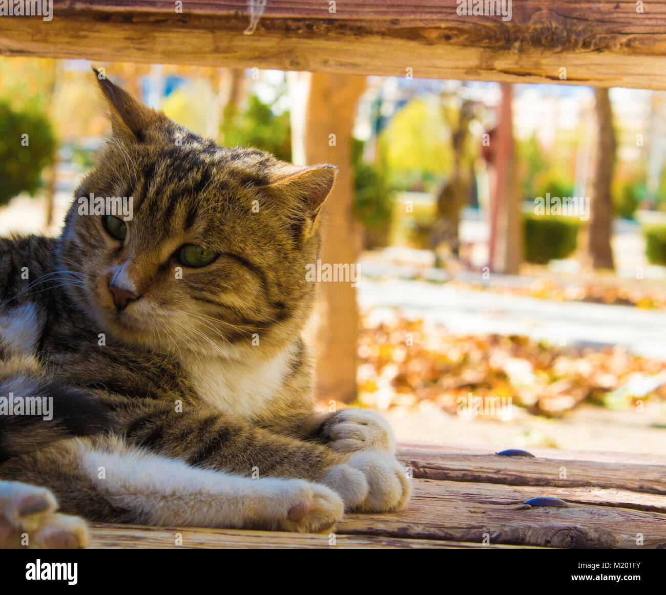 Es ist cat im Park. Es sitzt in den Leuten Beine und wartet auf Scheuern Stockfoto