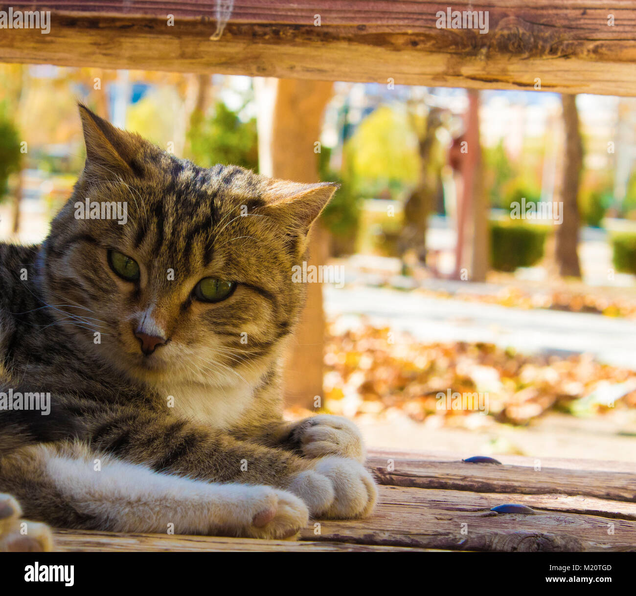 Es ist cat im Park. Es sitzt in den Leuten Beine und wartet auf Scheuern Stockfoto