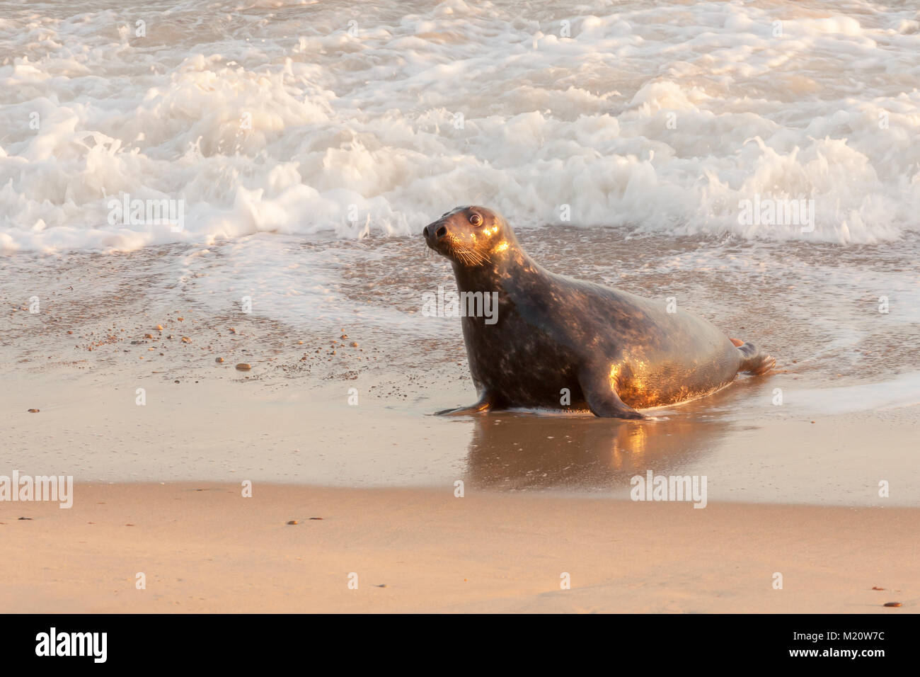 Großes wild grau Dichtung anbringen, dabei das Meer auf den Strand in Norfolk, Großbritannien zu kommen. Teil der Robbenkolonie am Horsey Lücke. Stockfoto