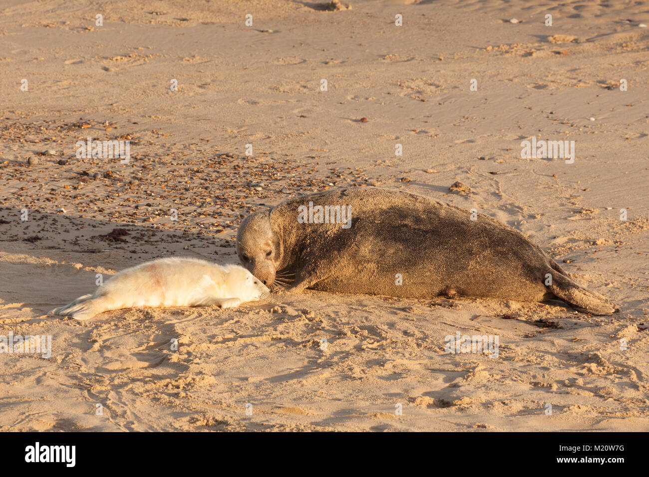 Große weibliche Dichtung Nase an Nase mit Baby seal Pup am Strand in Großbritannien bei Sonnenaufgang. Horsey Lücke in Norfolk Stockfoto