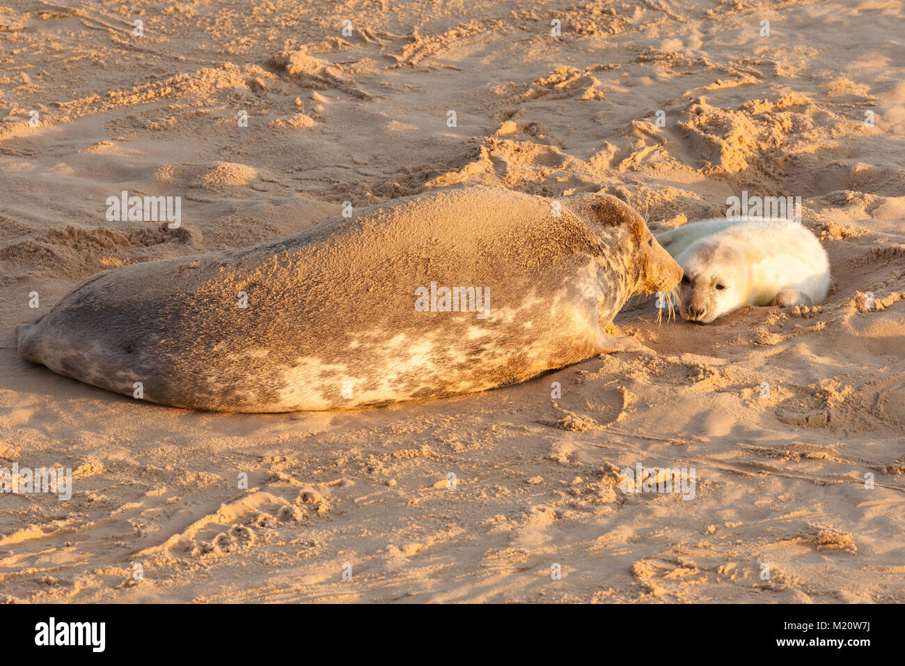 Neu geborene Seal pup und Mutter kleben am Sandstrand in Norfolk, Großbritannien. 7 Am frühen Morgen Sonnenaufgang. Stockfoto