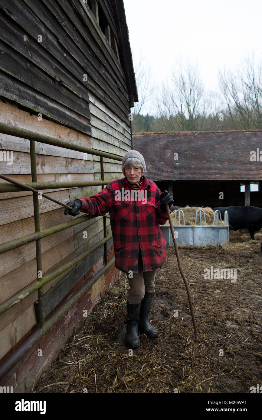 Rosamund Young, Autor von "Das geheime Leben der Kühe", fotografiert auf Drachen Nest Farm, wo Sie kostenfreie Rassen - Rinder, Cotswolds, England, Großbritannien Stockfoto