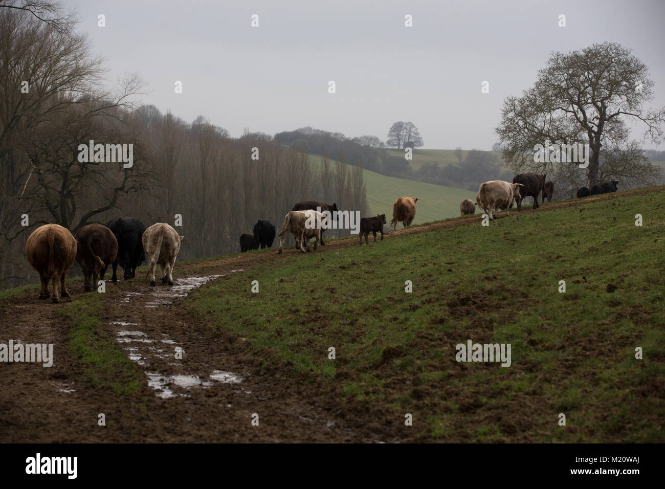 Rosamund Young, Autor von "Das geheime Leben der Kühe", fotografiert auf Drachen Nest Farm, wo Sie kostenfreie Rassen - Rinder, Cotswolds, England, Großbritannien Stockfoto
