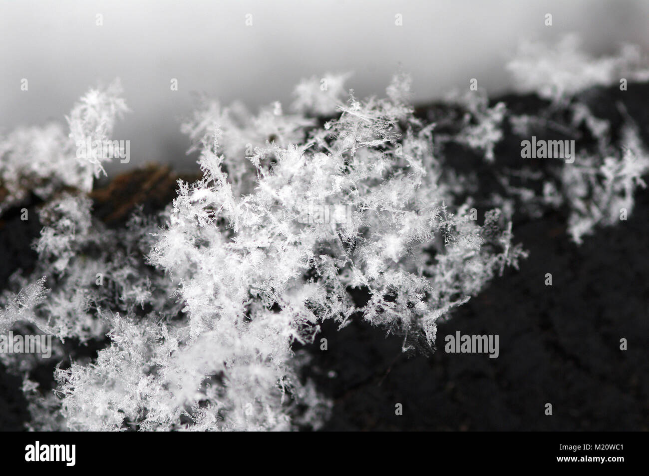 Schnee closeup auf Holz Hintergrund Stockfoto