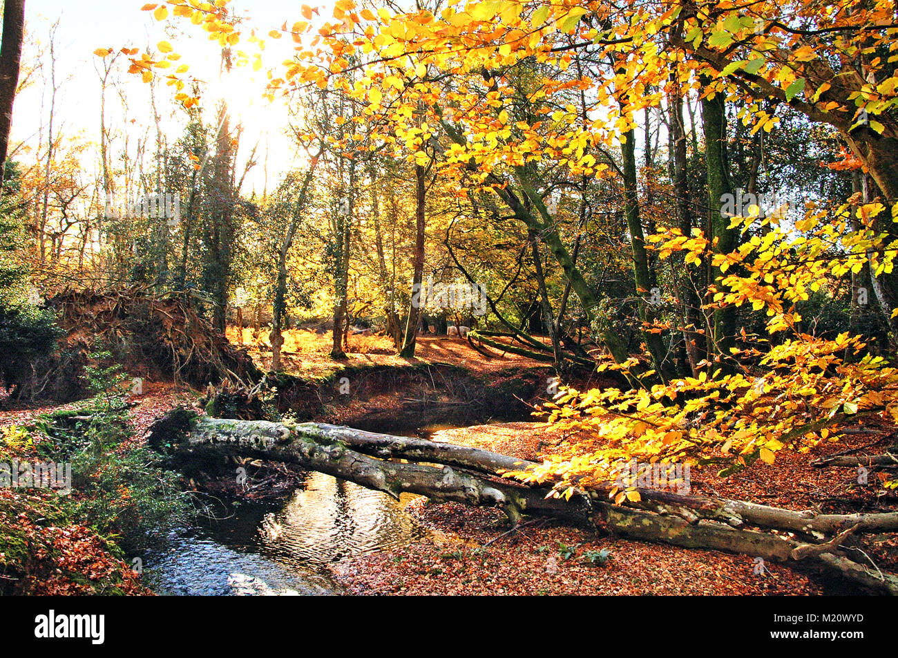 New Forest stream Herbst im New Forest National Park, Hampshire, England Stockfoto