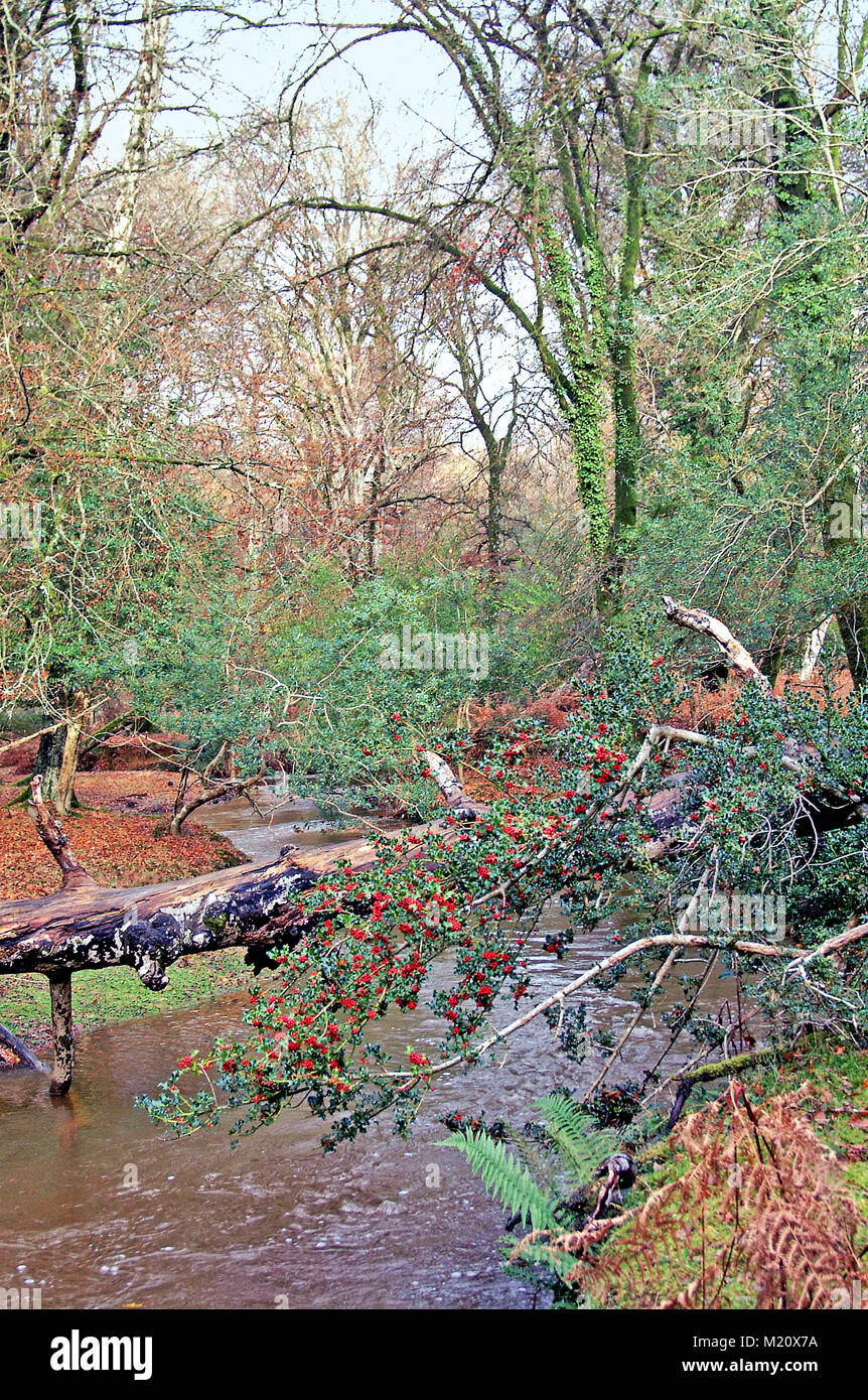 Holly tragende Baum über New Forest Stream, Hampshire, England Stockfoto