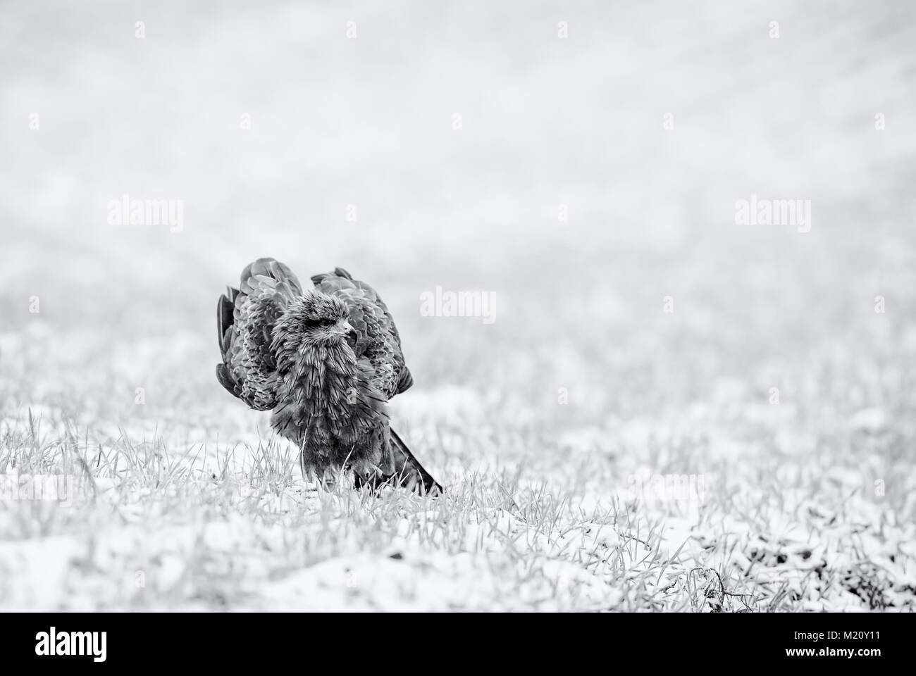 Schwarze Drachen - MILVUS MIGRANS, schöne braune Raptor aus europäischen Wald. Die vogelbeobachtung. Die Falknerei. Stockfoto