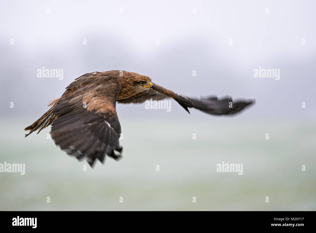 Schwarze Drachen - MILVUS MIGRANS, schöne braune Raptor aus europäischen Wald. Die vogelbeobachtung. Die Falknerei. Stockfoto