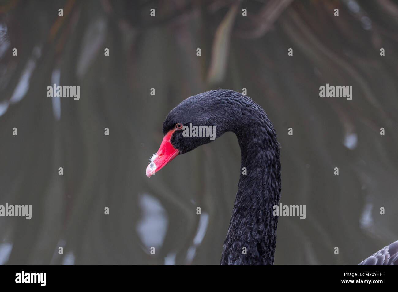 Ein schwarzer Schwan putzen es Federn an den Sumpfgebieten Zentrum in Barnes, London Stockfoto