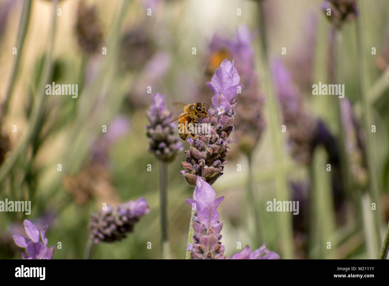 Eine Biene auf Lavendel Stockfoto