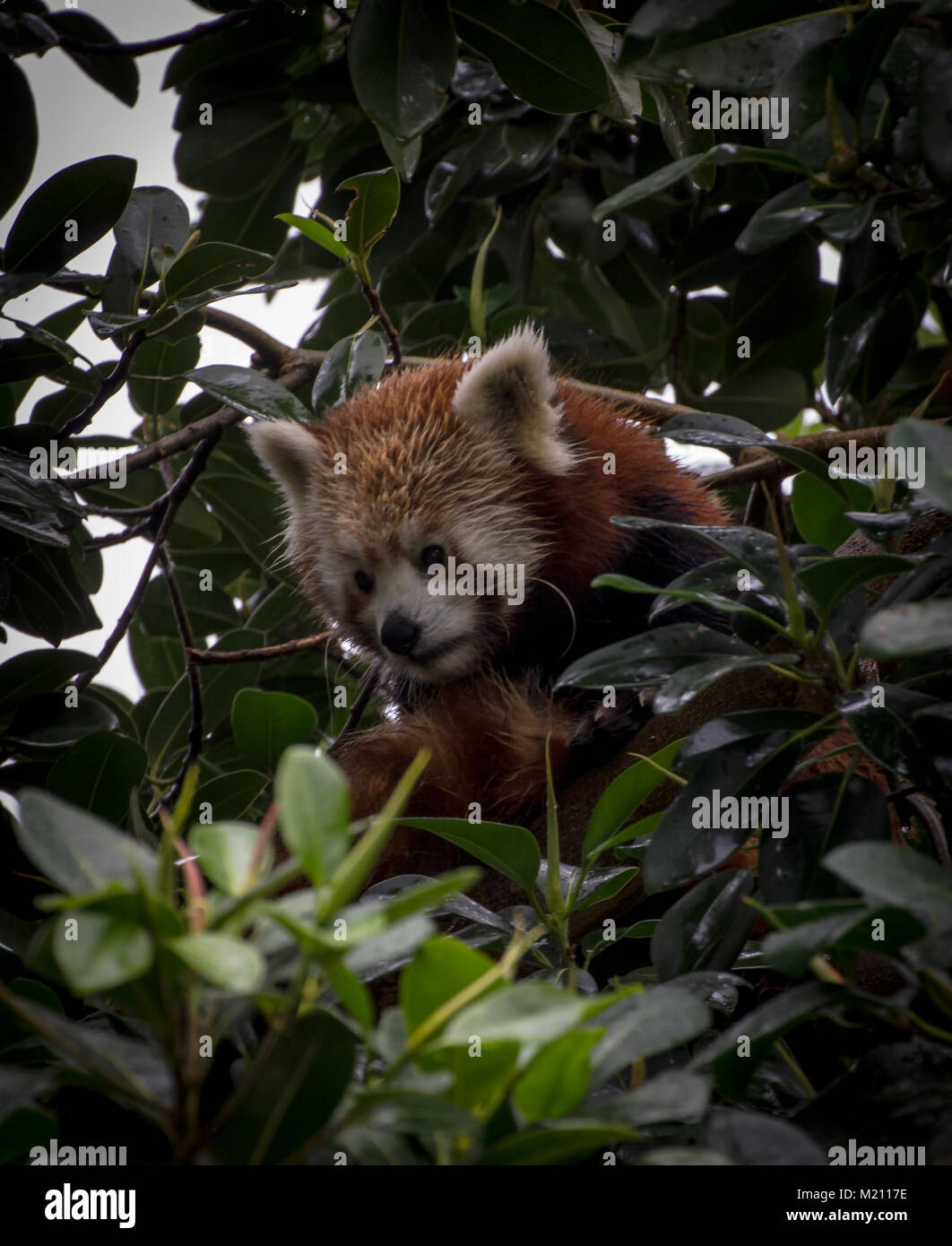 Red Panda bis unter den Zweigen des Baums. Loro Parque, Teneriffa 2016 Stockfoto