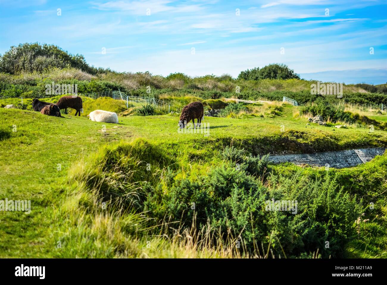 Braune und weiße Schafe, Lämmer und Böcke grasen auf der Weide Wiese in der Landschaft vor der Küste der Normandie, Frankreich am Pointe du Hoc Stockfoto