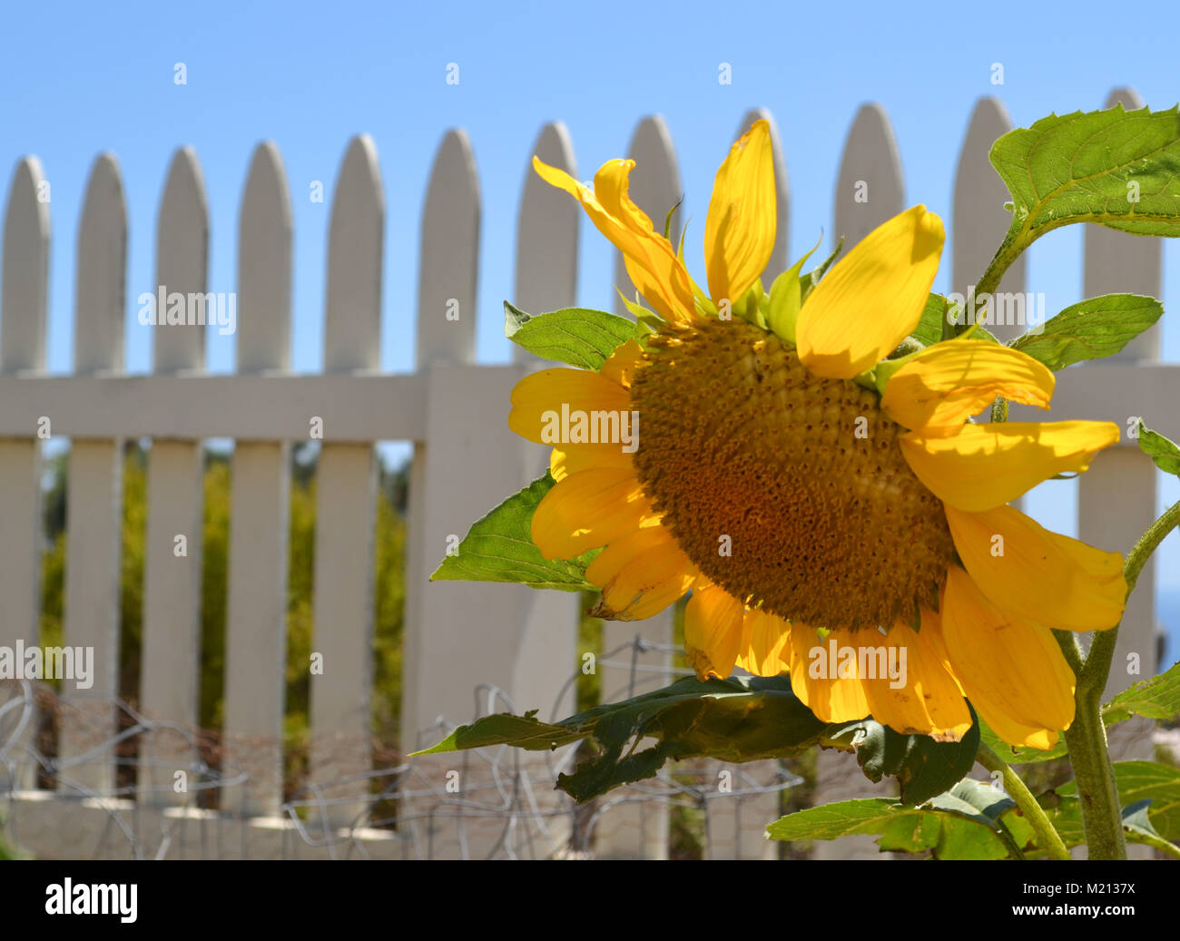 Single Sonnenblume in einem weißen Lattenzaun Garten auf einem Hügel mit Blick auf den Ozean wachsenden Stockfoto