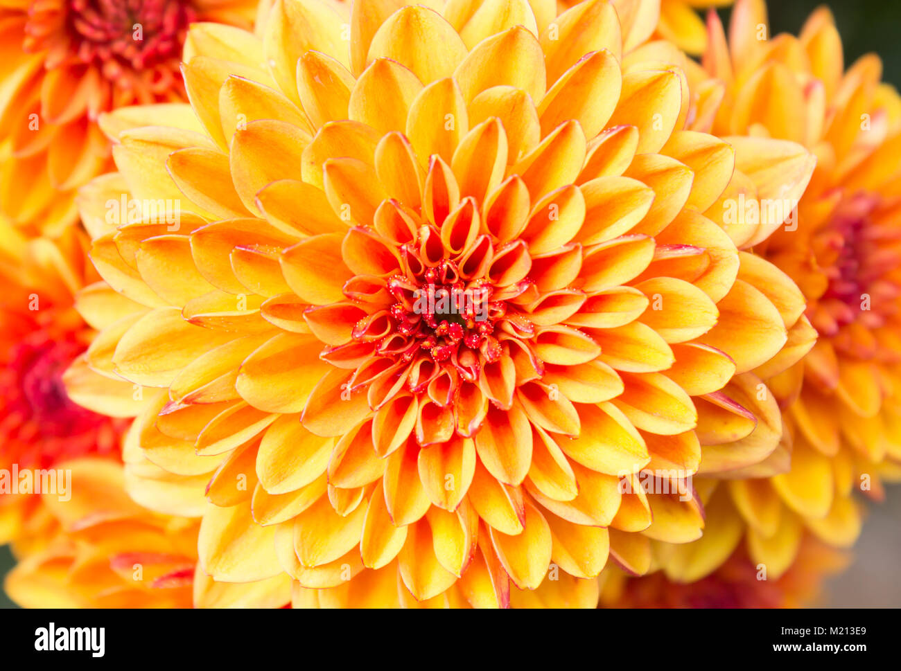 Ligth Orange Gelb Mutter Blumen Im Garten Schone Mama Blumen Hintergrund Mom Blume Fur Gestaltung Und Dekoration Susse Mama Blumen Fur Die Liebe Szene Stockfotografie Alamy