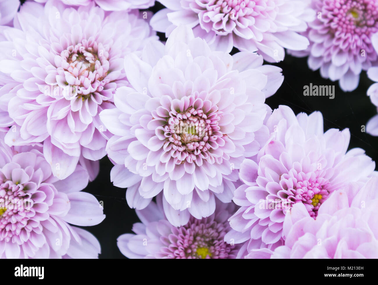 Ligth-lila oder violett Mama Blumen im Garten. Schöne Mama Blumen Hintergrund. Mom Blume für Gestaltung und Dekoration. Süße Mama Blumen für die Liebe Szene. Stockfoto