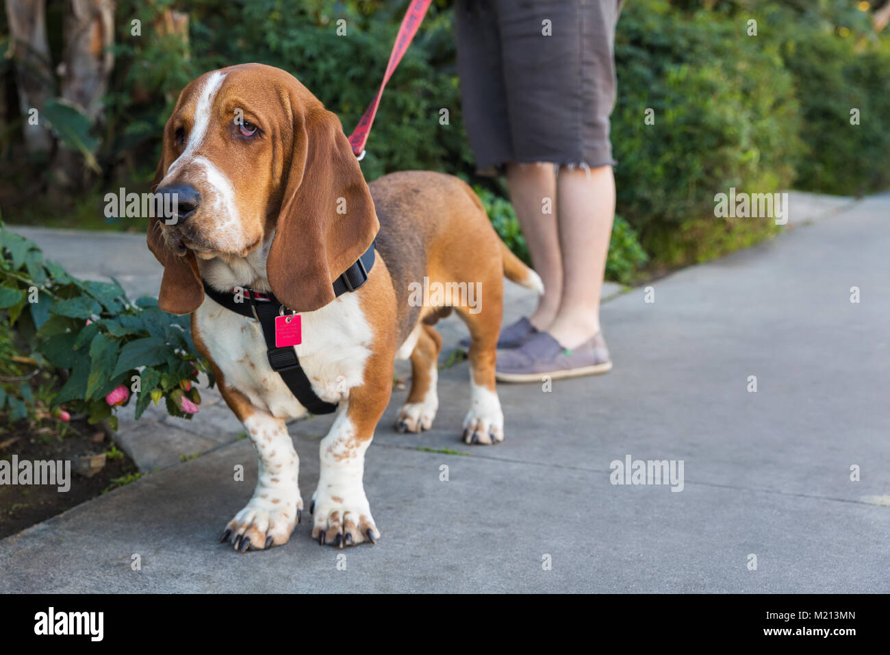 Basset Hound Hund auf einem Spaziergang Stockfoto