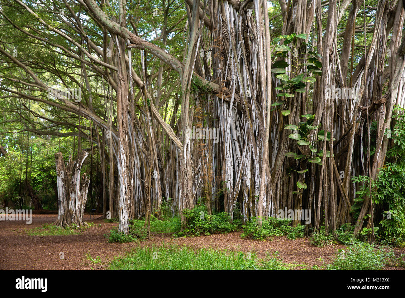 Banyan Tree Forest, North Shore, Oahu, Hawaii USA Stockfoto