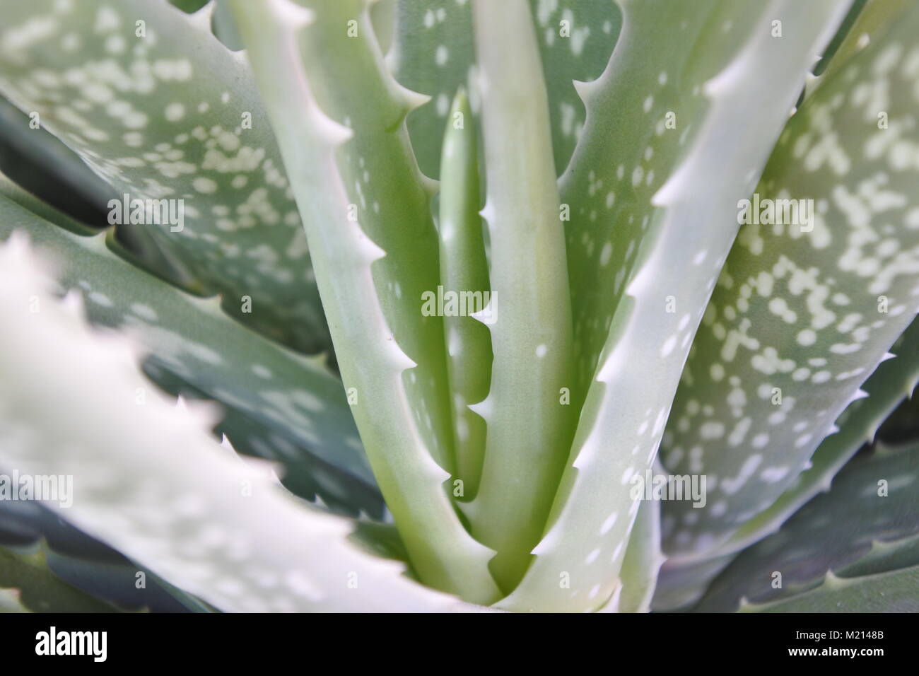 aloe vera pur gegen falten Aloe Vera Gel Pur 100 ml – alziraspa main image 0