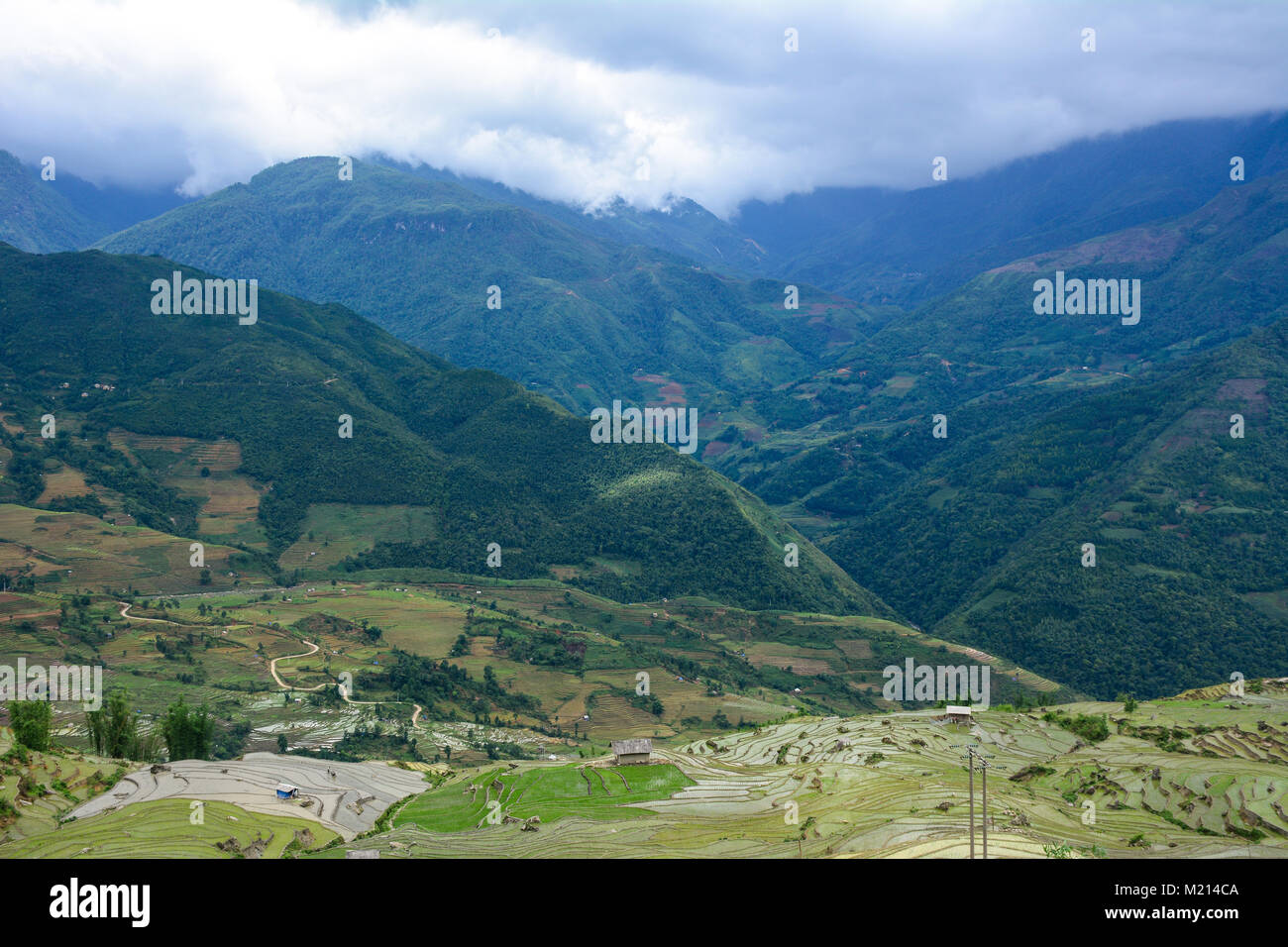 Terrassierten Reisfelder am Sommer, der in Lai Chau Province, Northern Vietnam. Stockfoto