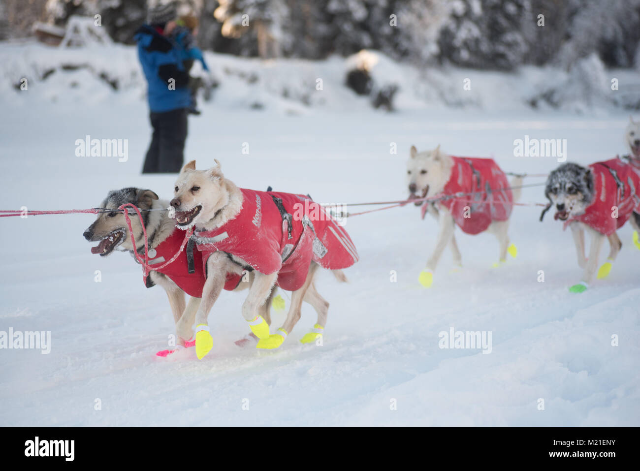 FAIRBANKS, Alaska - Februar 3, 2018: Hunde vom Team Race race Veteran Matt Hall's entlang der Chena River. Credit: Roger Asbury/Alamy leben Nachrichten Stockfoto