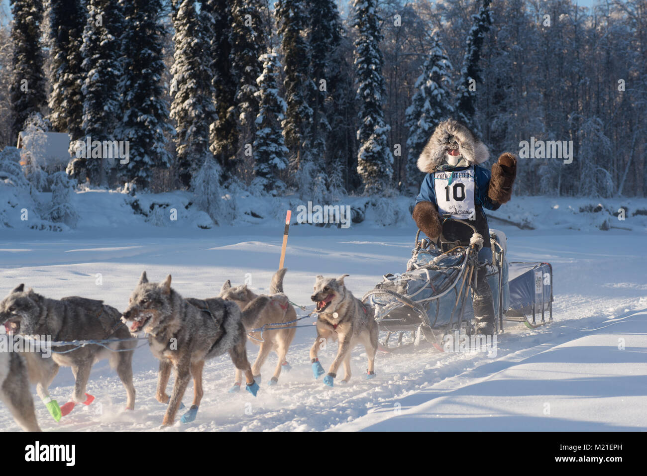FAIRBANKS, Alaska - Februar 3, 2018: Race veteran Paige Drobny, von Ester, AK, verzichtet auf die Fans als Sie die Köpfe der Trail. Credit: Roger Asbury/Alamy leben Nachrichten Stockfoto
