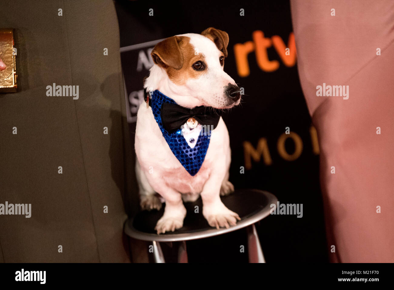 Madrid, Spanien. 3. Februar, 2018. "Pancho", ein Hund, der in einigen spanischen Filmen während der rote Teppich der Spanischen Filmpreis "Goya" am 3. Februar 2018 in Madrid, Spanien wird angezeigt. © David Gato/Alamy leben Nachrichten Stockfoto