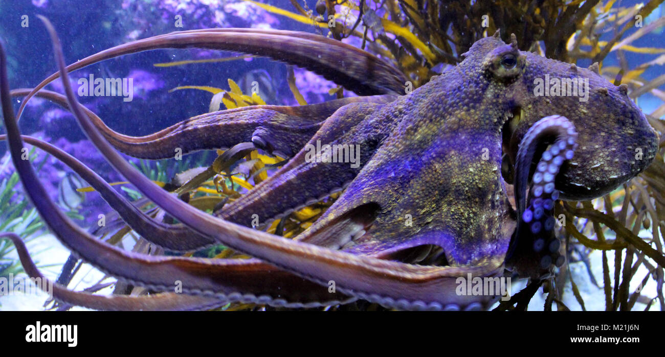 Big blue Octopus in Kapstadt Südafrika Stockfoto