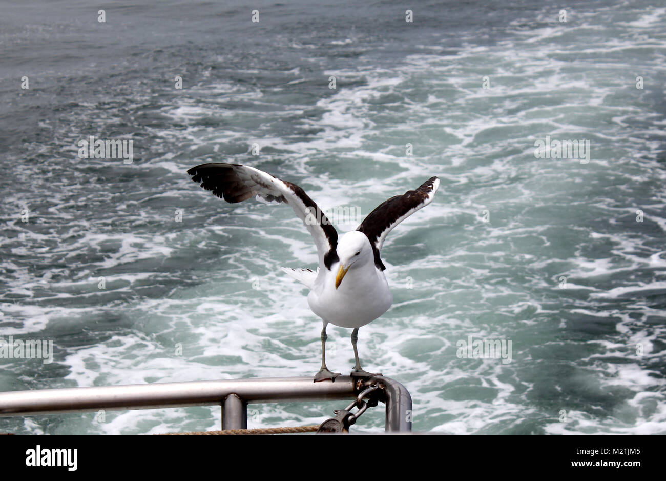 Seagull Kapstadt Südafrika Stockfoto
