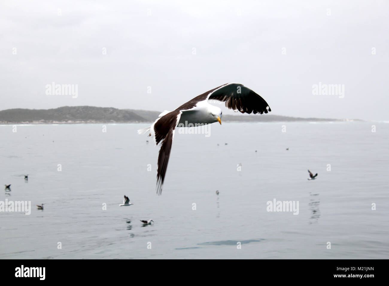 Seagull Kapstadt Südafrika Stockfoto